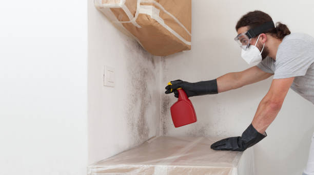 Professional Basement Mold Remediation technician working in Glassboro, NJ