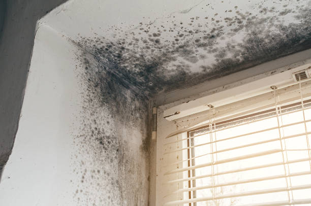 Trusted Basement Mold Remediation service in Glassboro, NJ - Cheap Mold Removal
